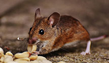 24 Hour & Emergency Exterminators in North Hill, OH